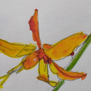 Flowers and Plant Illustration Starting Point . Een project van Traditionele illustratie van Caroline Wilson - 16.04.2023