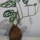 Mi proyecto del curso: Kokedamas: crea macetas naturales de musgo. Un proyecto de Artesanía, Diseño de interiores, Paisajismo, Decoración de interiores, DIY, Diseño floral y vegetal de consultoriopami20 - 22.04.2023