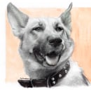 German shepherd dog realistic portrait drawing. Ilustração, Desenho a lápis, Ilustração de retrato, Desenho de retrato, e Desenho realista projeto de Mentiradeloro Esther Cuesta - 26.04.2023
