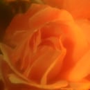 Flores. Un proyecto de Fotografía de flora abbadie - 19.05.2023