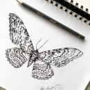 White Witch Moth (Thysania agrippina) Papillon . Un proyecto de Dibujo a lápiz, Dibujo, Dibujo realista e Ilustración naturalista				 de Lysa Karell - 13.06.2023
