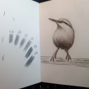 Mon projet du cours : Techniques artistiques d'aquarelle pour illustrer les oiseaux. Un progetto di Illustrazione tradizionale, Pittura ad acquerello e Disegno realistico di Jacques Delaunay - 23.06.2023