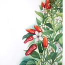 CHILI PEPPERS: Ilustración botánica realista: conecta con la naturaleza. Pintura, Pintura em aquarela, Ilustração botânica e Ilustração naturalista projeto de Alex Vig0 - 29.06.2023