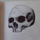 Skull bic drawing. Traditional illustration project by Edoardo Vicari - 07.08.2023