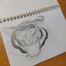 Illustrazione di una tigre che ruggisce. Un proyecto de Diseño e Ilustración tradicional de Leonardo Shinozaki - 02.10.2018