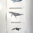 My project for course: Naturalist Illustration Techniques: Whales in Watercolor. Un proyecto de Bellas Artes, Pintura, Pintura a la acuarela e Ilustración naturalista				 de inesanna - 24.07.2023