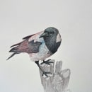 My project for course Artistic Watercolor Techniques for Illustrating Birds: Hooded Crow. Traditional illustration, Watercolor Painting, Realistic Drawing, and Naturalistic Illustration project by ansku - 07.27.2023