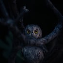 The Gaze of an Owl  . Photograph, Photo Retouching, Digital Photograph, Photographic Composition, and Color Theor project by Nicolas Jaramillo - 08.10.2023