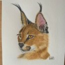Caracal . Watercolor Painting, and Naturalistic Illustration project by Marcela Pacheco Weber - 07.13.2023