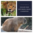 Jaguar and Capybara Images Classifier with Tensorflow. Programação , Desenvolvimento Web, Desenvolvimento de produto digital e Inteligência Artificial projeto de Gonzalo Cayunao Erices - 19.08.2023