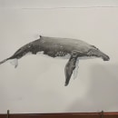 Mi proyecto del curso: Técnicas de ilustración naturalista: ballenas en acuarela. Artes plásticas, Pintura, Pintura em aquarela e Ilustração naturalista projeto de cggodoymex - 12.10.2023