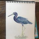 Mi proyecto del curso: Ilustración naturalista de aves con acuarela. Traditional illustration, Watercolor Painting, Realistic Drawing, and Naturalistic Illustration project by Isabel Quiroga Castro - 10.14.2023