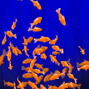 Red fishes on a paint. Un projet de Dessin, Illustration numérique , et Dessin numérique de Angelica Pellegrino - 24.09.2023
