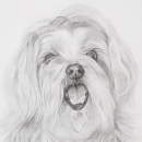 Perla | Retrato mascotas. Un projet de Dessin au cra, on, Dessin , et Dessin réaliste de David Miguélez López - 16.11.2023