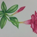 Mi proyecto del curso: Cuaderno botánico en acuarela. Ilustração tradicional, Pintura em aquarela, Ilustração botânica, e Sketchbook projeto de Carolina Cáneppa - 02.12.2023