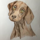 My project for course: Pet Portraits in Colored Pencils. Traditional illustration, Portrait Illustration, and Naturalistic Illustration project by skylar756 - 12.06.2023