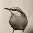My project for course: Artistic Watercolor Techniques for Illustrating Birds. Een project van Aquarelschilderen y Sketchbook van sis - 14.12.2023