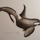 My project for course: Naturalist Illustration Techniques: Whales in Watercolor. Un proyecto de Bellas Artes, Pintura, Pintura a la acuarela e Ilustración naturalista				 de Kate P - 13.12.2023
