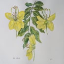 My project for course: Realistic Botanical Illustration: Escape to Nature. Pintura, Pintura em aquarela, Ilustração botânica e Ilustração naturalista projeto de Kaveri Mehrotra - 21.12.2023