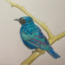 Lamprotornis Chalybaeus. Traditional illustration project by Sylvie Abel - 12.21.2023