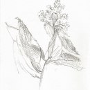 Kwiaty, martwa natura. Desenho a lápis, e Desenho projeto de Wioleta Przybysz - 26.12.2023