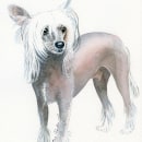 Retrato de perro crestado chino. Un proyecto de Ilustración tradicional de Rosa Calandra - 10.02.2021