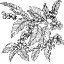 Coffee Berries. Un proyecto de Diseño, Br, ing e Identidad y Packaging de Marilyn Primich - 02.01.2023