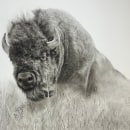 Charcoal bison. https://www.sarahstokesartist.co.uk/post/drawing-a-bison-using-charcoal. Un progetto di Disegno, Disegno realistico e Disegno artistico di Sarah Stokes - 28.12.2023