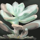 First steps in Botanical Illustration: The Succulent.. Un proyecto de Ilustración digital e Ilustración botánica de Kate Stepanenko - 13.02.2021