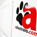 Formación de adiestramiento canino profesional en Madrid. Educação projeto de adiestralo_com - 14.01.2024