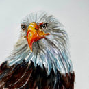 Weißkopfseeadler. Fine Arts, and Watercolor Painting project by daniela.roeckl - 01.17.2024