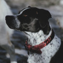 My project for course: Lifestyle Dog Photography. Un proyecto de Fotografía, Fotografía de retrato, Fotografía para Instagram, Fotografía documental, Fotografía Lifest y le de nereasierragonzalez29 - 18.01.2024
