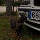 Fotografia a gat. Fotografia projeto de Claudia Soriano - 24.01.2024