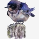 Watercolour barn swallow. Live Instagram feed at Sarahstokesartist on 28/01/24 16:00GMT. Un progetto di Pittura ad acquerello di Sarah Stokes - 24.01.2024