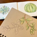 My project for course: Botanical Sketchbooking: A Meditative Approach. Un progetto di Illustrazione tradizionale, Bozzetti, Disegno, Pittura ad acquerello, Illustrazione botanica e Sketchbook di pat kuenning - 13.02.2024