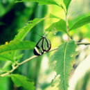 Butterfly Ein Projekt aus dem Bereich Fotografie von Andrea Cay - 21.02.2024