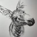 My project for course: Animal Illustration with Charcoal and Ink. Un proyecto de Bellas Artes, Dibujo, Ilustración con tinta e Ilustración naturalista				 de Sabine Nimz - 01.03.2024