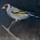 My project for course: Classical Oil Painting for Naturalist Bird Portraiture. Fine Arts, Painting, Oil Painting, and Naturalistic Illustration project by Jennie Harborth - 03.11.2024
