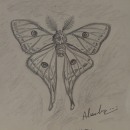 Spanish Moon Moth , "isabellae" . Ilustração tradicional projeto de Alexandra Galvan Salido - 11.12.2023