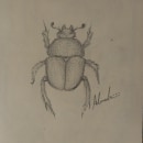Trypocopris Vernalis Beetle, "the shinning beetle". Ilustração tradicional projeto de Alexandra Galvan Salido - 09.12.2023