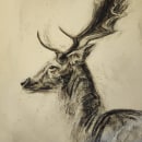 Mon projet du cours : Illustration d'animaux au fusain et à l'encre. Un proyecto de Bellas Artes, Dibujo e Ilustración naturalista				 de Kevin Candusso - 18.03.2024