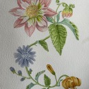 My project for course: Realistic Watercolor for Botanical Compositions. Un progetto di Illustrazione tradizionale, Pittura, Pittura ad acquerello e Illustrazione botanica di dellavaldaveto - 26.03.2024