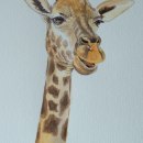 Il mio progetto del corso: Illustrazione realistica di animali selvatici ad acquerello. Un progetto di Belle arti, Pittura e Illustrazione naturalistica di Claudia Foroni - 31.03.2024