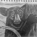 Black Bear. Sketching, and Pencil Drawing project by Scott Jackson - 04.22.2024
