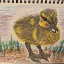 Ducklings and Goslings. Esboçado, Desenho a lápis, Desenho, e Desenho realista projeto de Scott Jackson - 22.04.2024