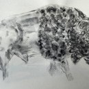 Mi proyecto del curso: Ilustración de animales con carboncillo y tinta. Un proyecto de Bellas Artes, Dibujo, Ilustración con tinta e Ilustración naturalista				 de Elizabeth Posada - 25.04.2024