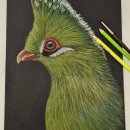 Turaco de Swalow. Traditional illustration, Fine Arts, and Painting project by Claudia Maria Duarte de Sá - 05.10.2024