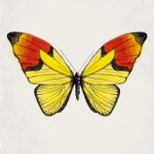 Butterfly posters. Design, and Traditional illustration project by Fabrizio Maulella - 06.11.2013