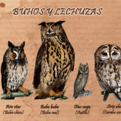 Ilustración científica - Búhos y Lechuzas. Un progetto di Illustrazione tradizionale, Design editoriale, Belle arti e Graphic design di Marcos B - 03.07.2014