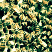Honey. Fotografia projeto de santiago kussrow - 28.05.2015